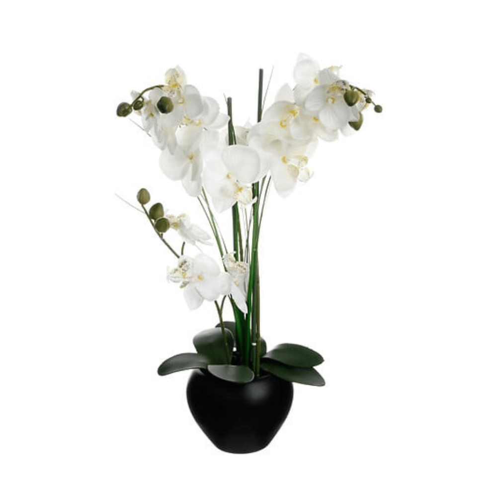 Alpha 55 Noir Orchidée Alini décorative avec vase en céramique