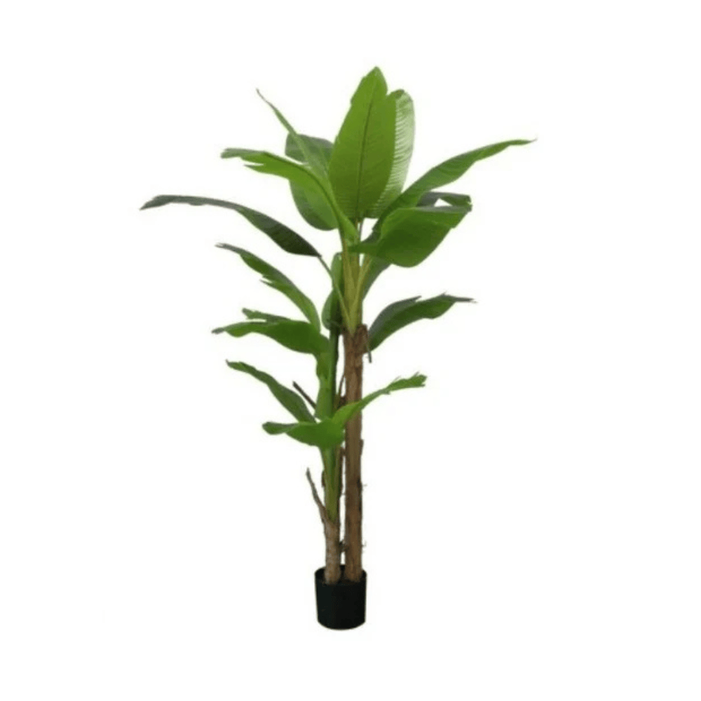 Plante Bananier 200cm Décorative Intérieur