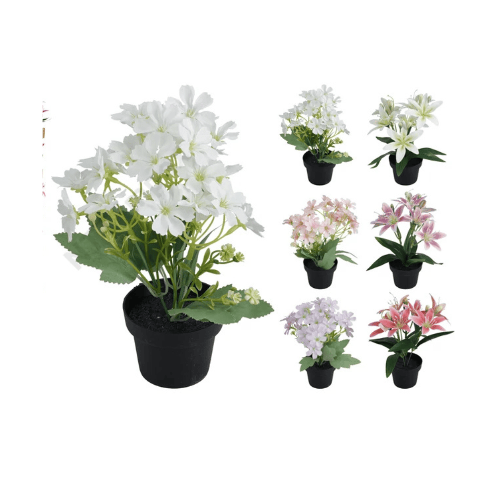 Alpha 55 Plante Fleurie en Pot Plastique - Décoration Intérieure