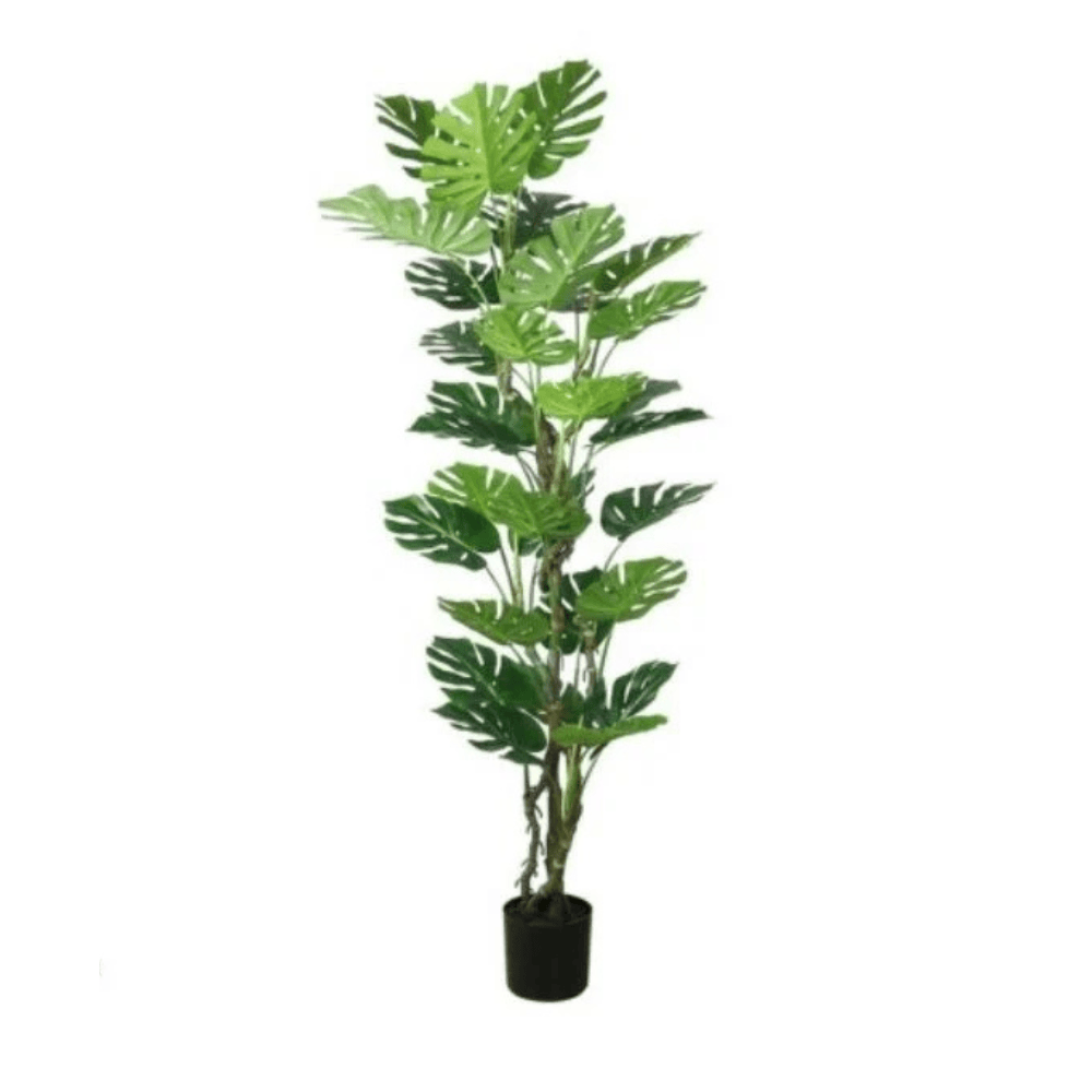 Alpha 55 Plante Monstera en Pot Décoratif