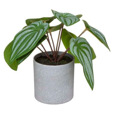 Alpha 55 Plante pot mélamine gris 18cm