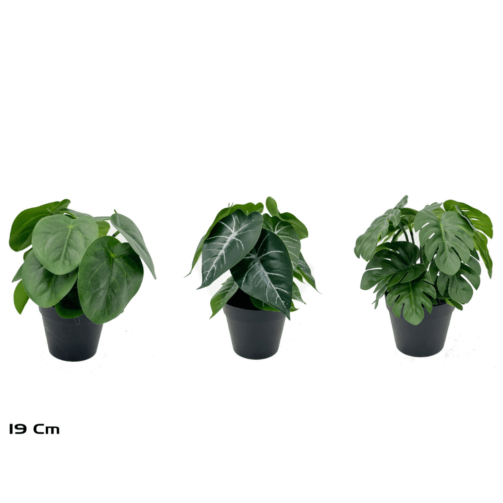 pot plante plastique Plante suspendue Monstera