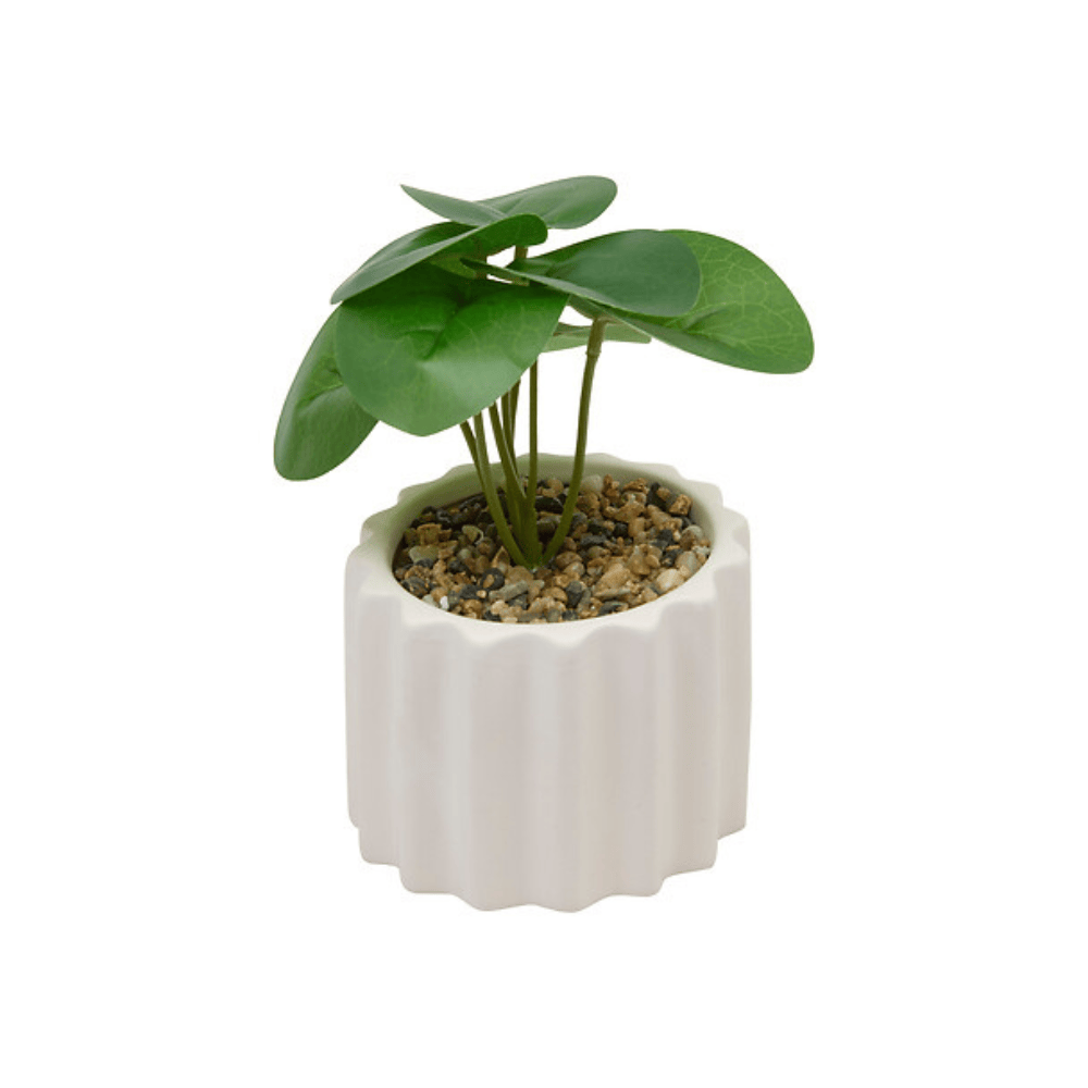 Alpha 55 Plante vivace Flow en pot céramique déco