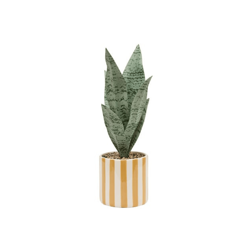 Alpha 55 Sansevieria Chéri avec pot en céramique – Déco verte