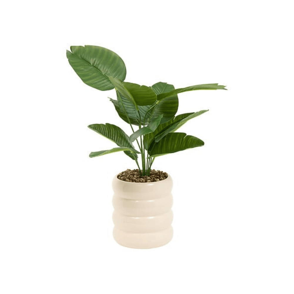 Alpha 55 Strelitzia Poolside pot en céramique décoratif