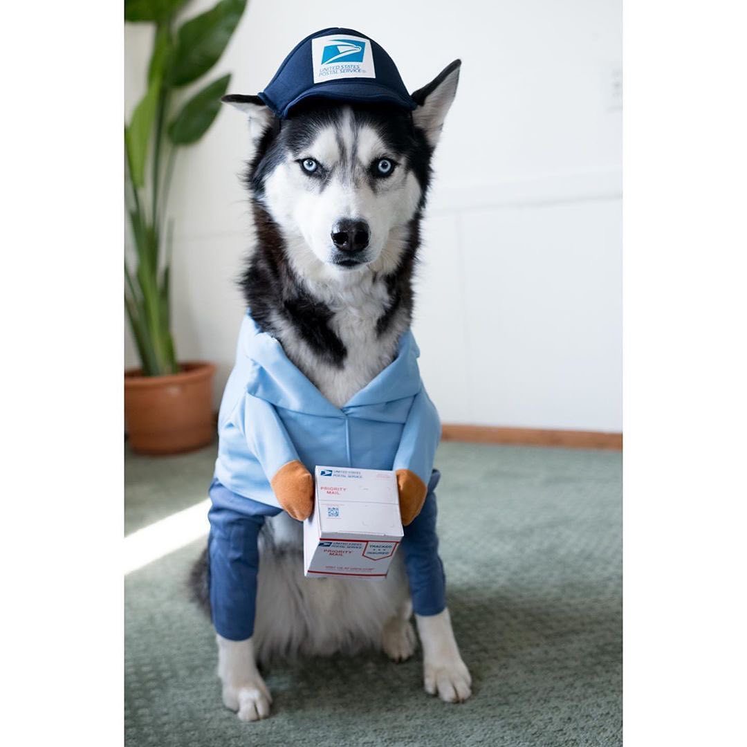 Déguisement Livreur avec Colis pour Chien et Chat