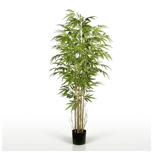 Alpha 55 Bambou en pot plastique vert déco zen