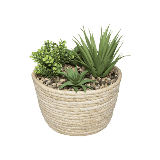 Alpha 55 Beige Composition Plantes Hoci 19 cm avec Pot Naturel