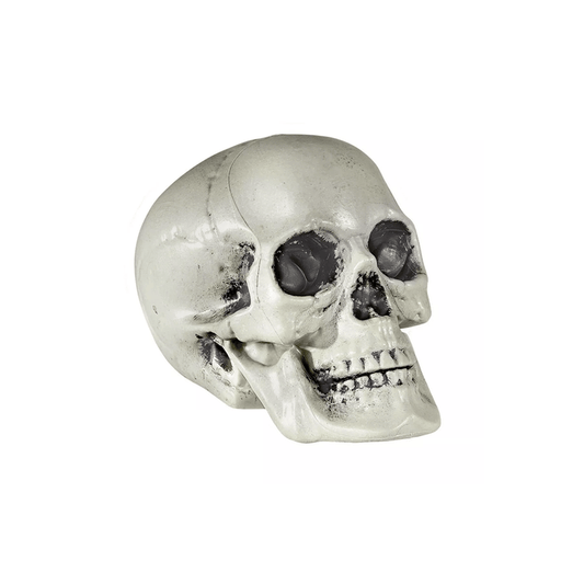 Alpha 55 Blanc Crâne décoratif