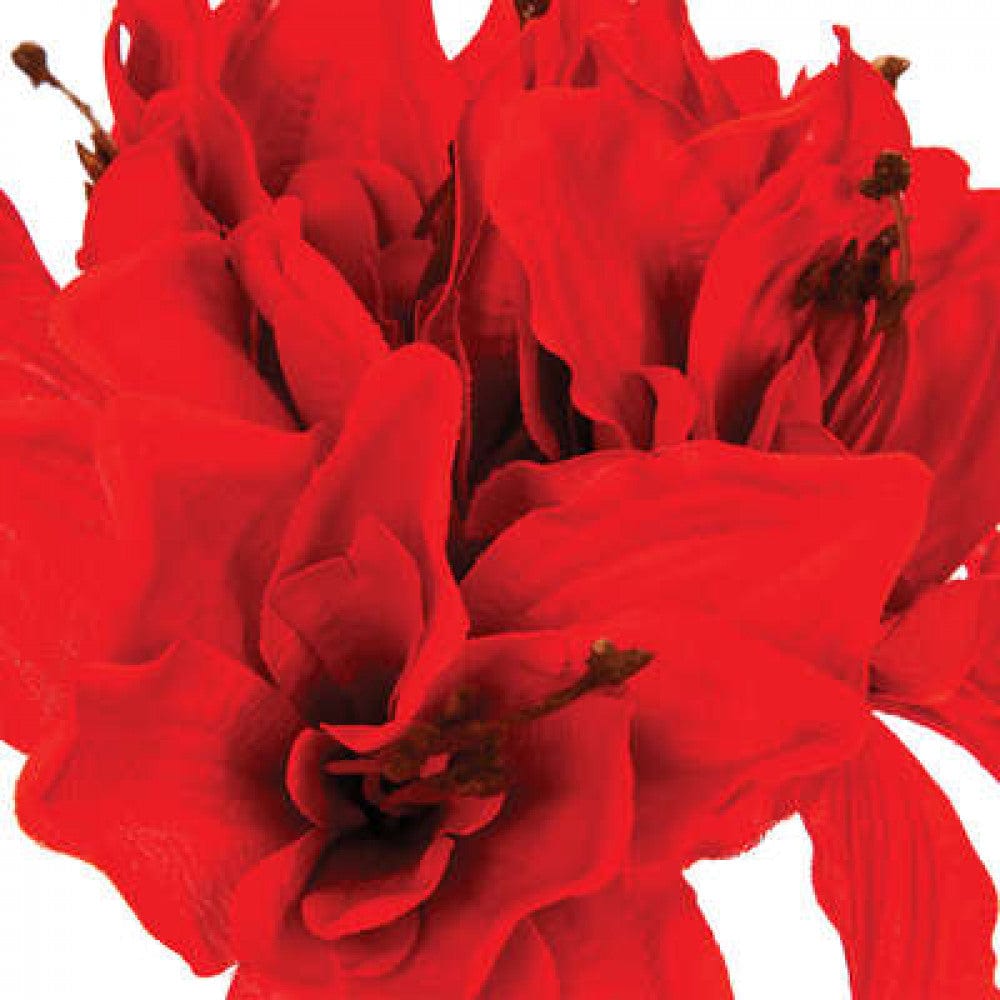 Alpha 55 Bouquet 6 amaryllis 31x19 cm