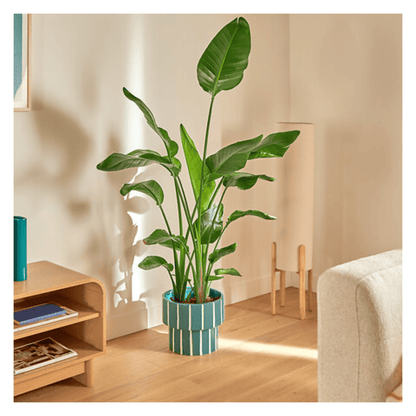 Alpha 55 Cache-pot Flow en céramique vert – Déco moderne