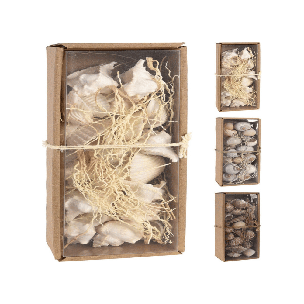 Alpha 55 Coquillages décoratifs
