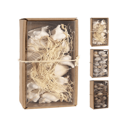 Alpha 55 Coquillages décoratifs