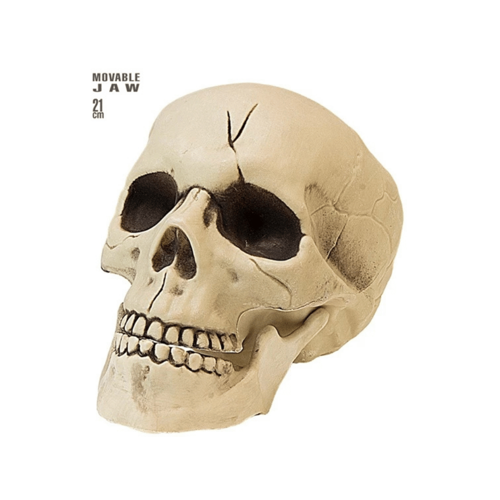 Alpha 55 Crâne en plastique avec prothèses dentaires