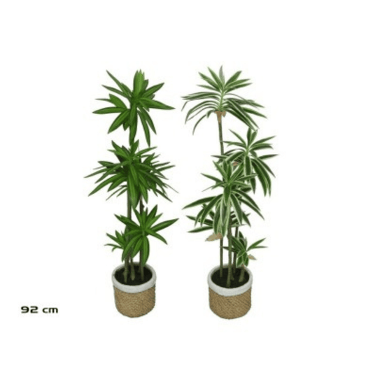 Alpha 55 Dracaena en pot céramique déco naturelle