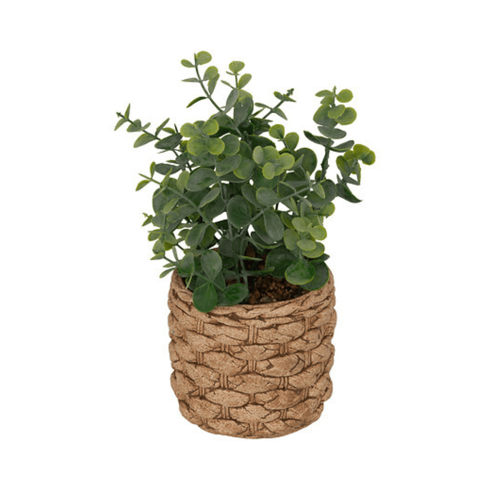 Alpha 55 Eucalyptus Jaye 27 cm avec Pot Ciment Tressé