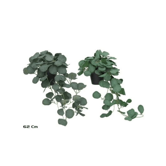 Alpha 55 Eucalyptus suspendu en pot vert déco nature