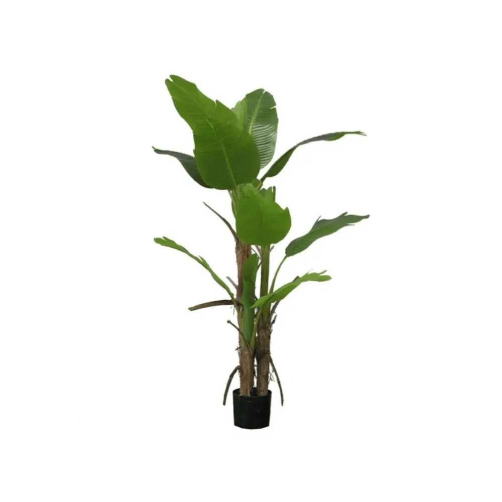 Alpha 55 Grand Bananier 150cm en Pot Décoratif