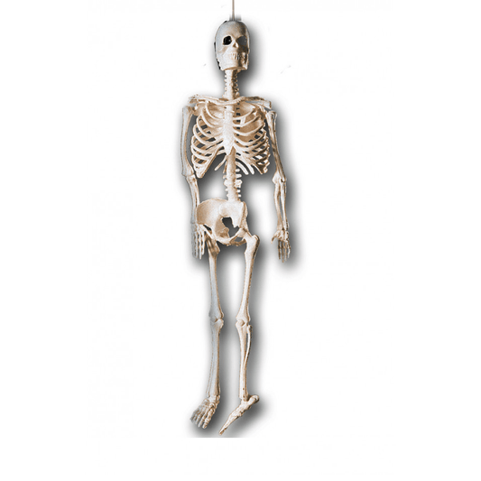 Alpha 55 Halloween, déco Squelette 20 cm