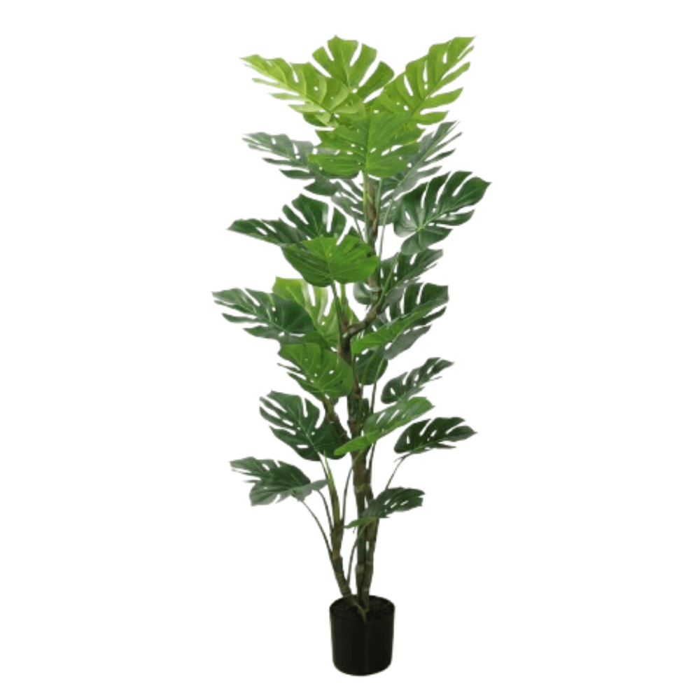 Alpha 55 Monstera en pot plastique vert déco tropicale