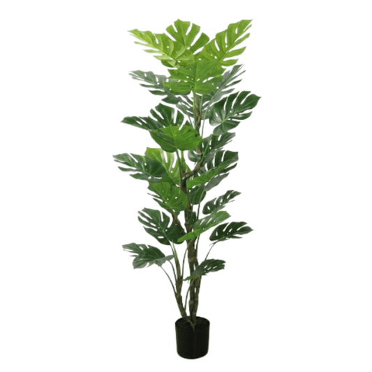Alpha 55 Monstera en pot plastique vert déco tropicale