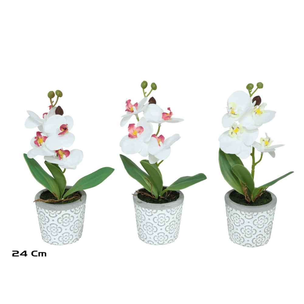 Alpha 55 Orchidée en pot céramique déco élégante