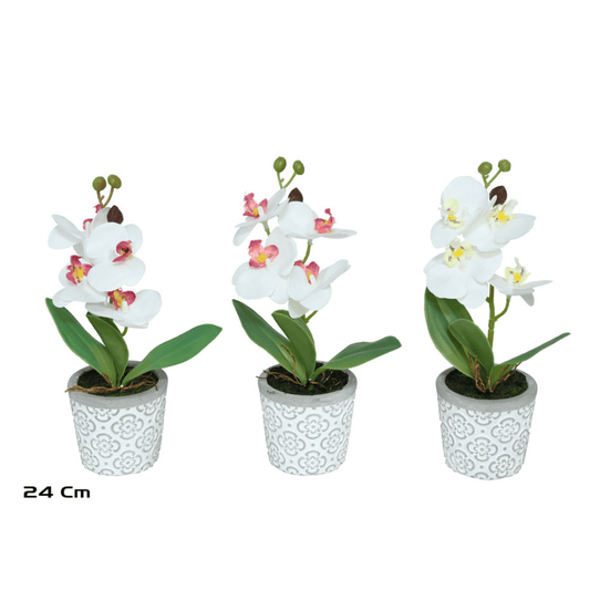 Alpha 55 Orchidée en pot céramique déco élégante