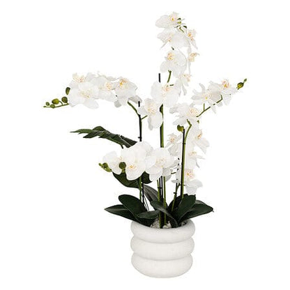 Alpha 55 Orchidée Mick avec pot céramique blanc – Élégance