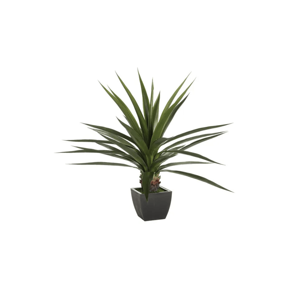 Alpha 55 Plante Agave Neema pot vert – Déco fraîche & durable