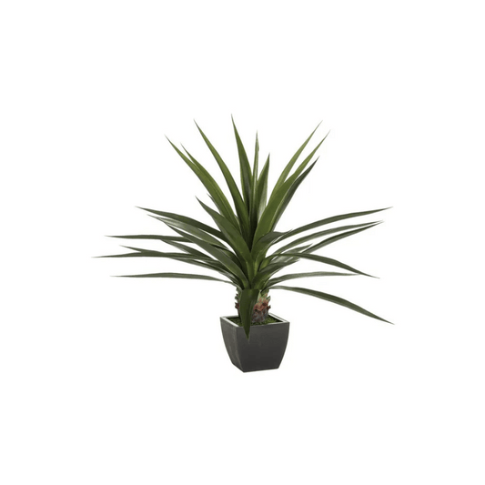 Alpha 55 Plante Agave Neema pot vert – Déco fraîche & durable