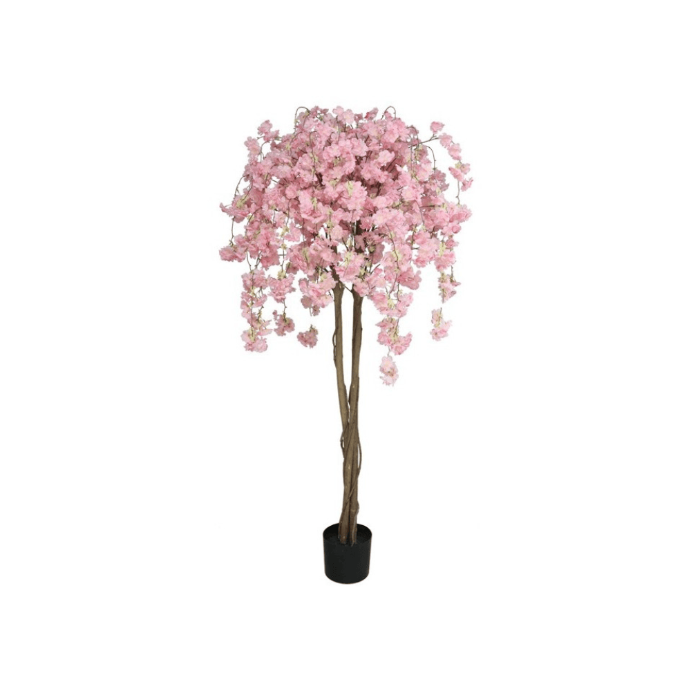 Alpha 55 Plante Amandier en Pot Décoratif