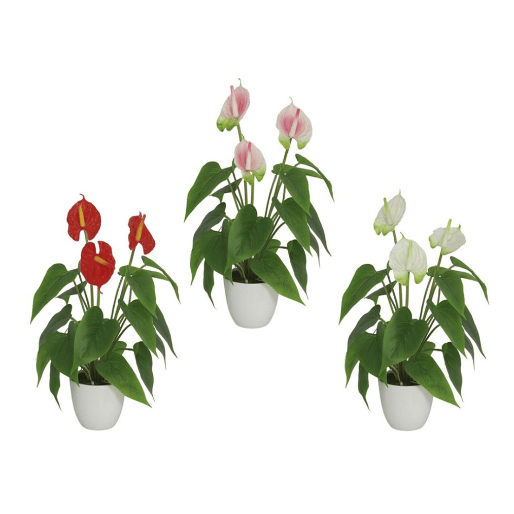 Alpha 55 Plante Anthurium en pot céramique déco