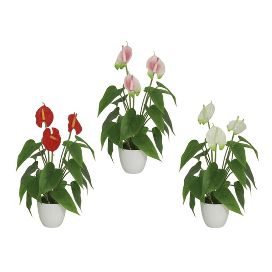 Alpha 55 Plante Anthurium en pot céramique déco