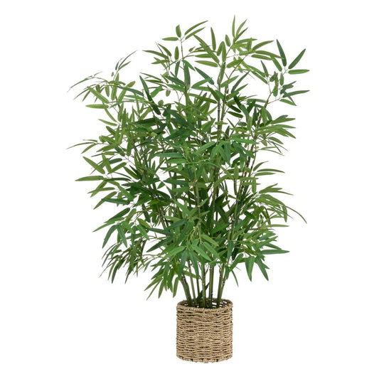 Alpha 55 Plante Bambou Ly en Pot