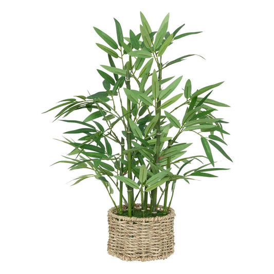 Alpha 55 Plante Bambou Ly en Pot