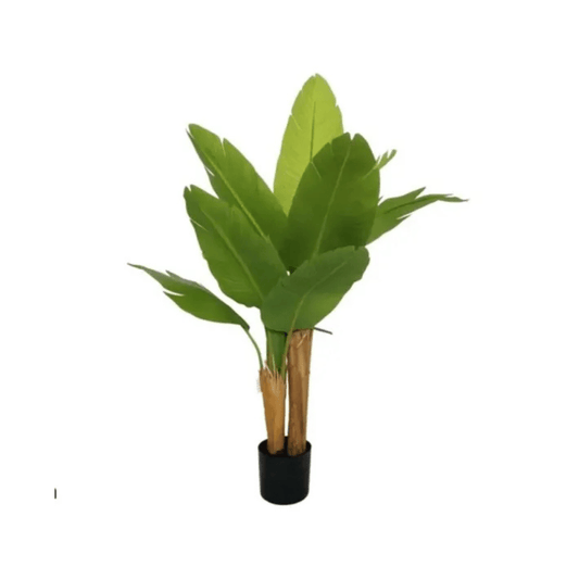 Alpha 55 Plante Bananier 120cm en Pot Décoratif