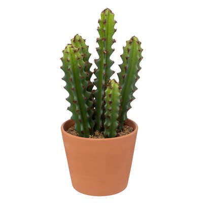 Alpha 55 Plante cactus ali pot terre cuite 30cm