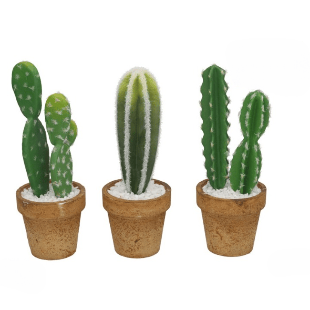 Alpha 55 Plante Cactus en Pot PS 24 cm – Décoration Intérieure