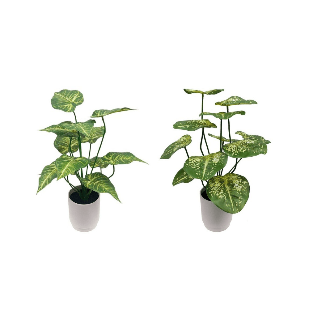 Alpha 55 Plante Caladium en Pot Décoratif en céramique