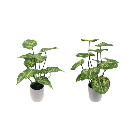 Alpha 55 Plante Caladium en Pot Décoratif en céramique