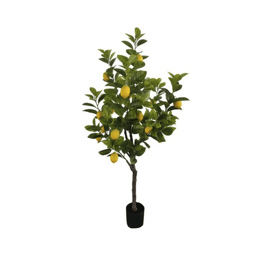 Alpha 55 Plante Citronnier en Pot Décoratif