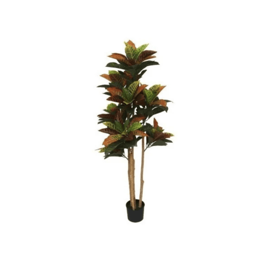 Alpha 55 Plante Croton en Pot Décoratif Coloré