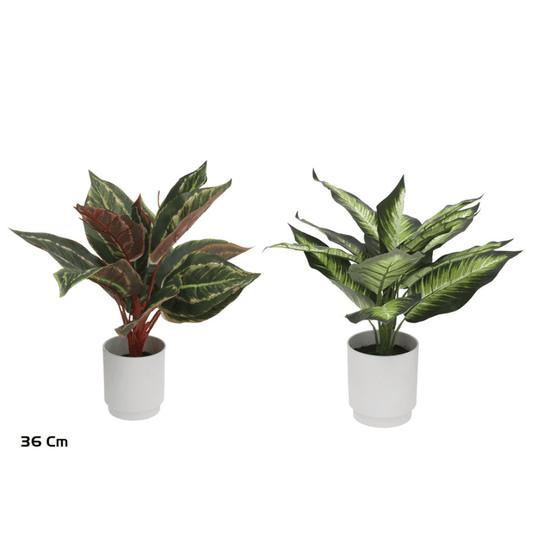 Alpha 55 Plante Dieffenbachia en pot céramique déco