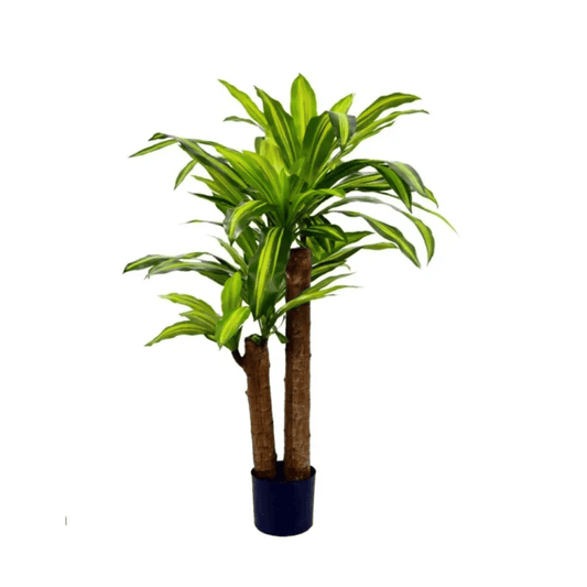 Alpha 55 Plante Dracaena en Pot Décoratif