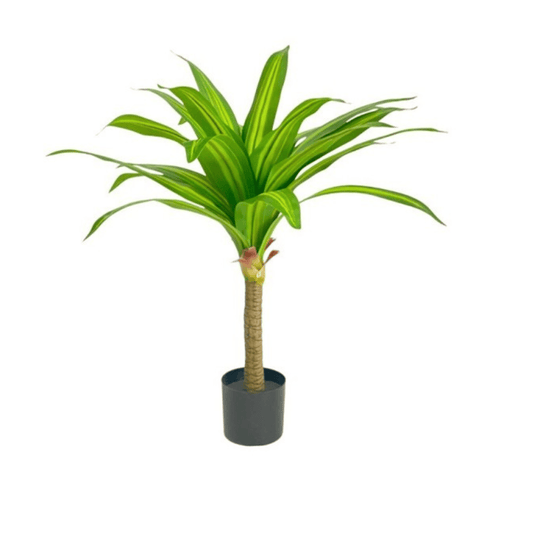 Alpha 55 Plante Dracaena en Pot Décoratif Intérieur