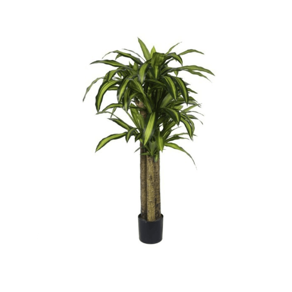 Alpha 55 Plante Dracaena en Pot Décoratif Intérieur