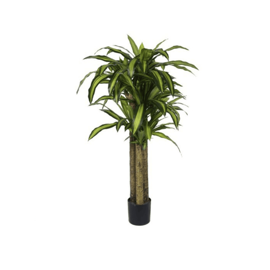 Alpha 55 Plante Dracaena en Pot Décoratif Intérieur