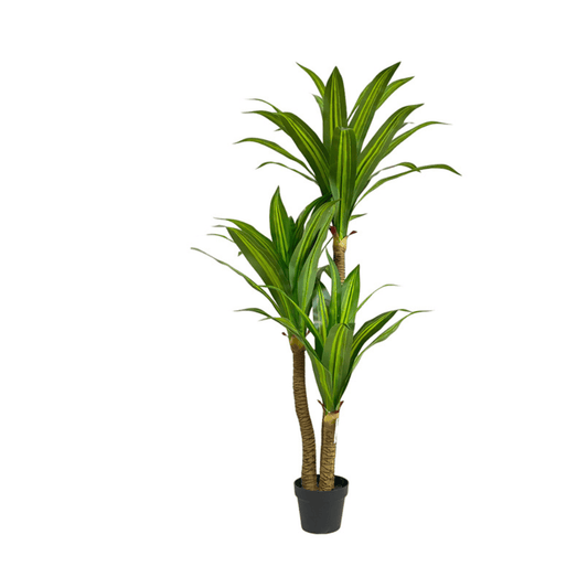 Alpha 55 Plante Dracaena pot vert déco naturelle