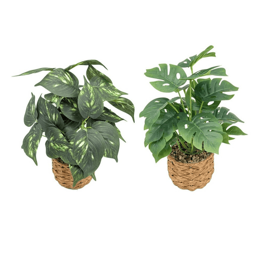 Alpha 55 Plante feuilles vertes en pot osier déco