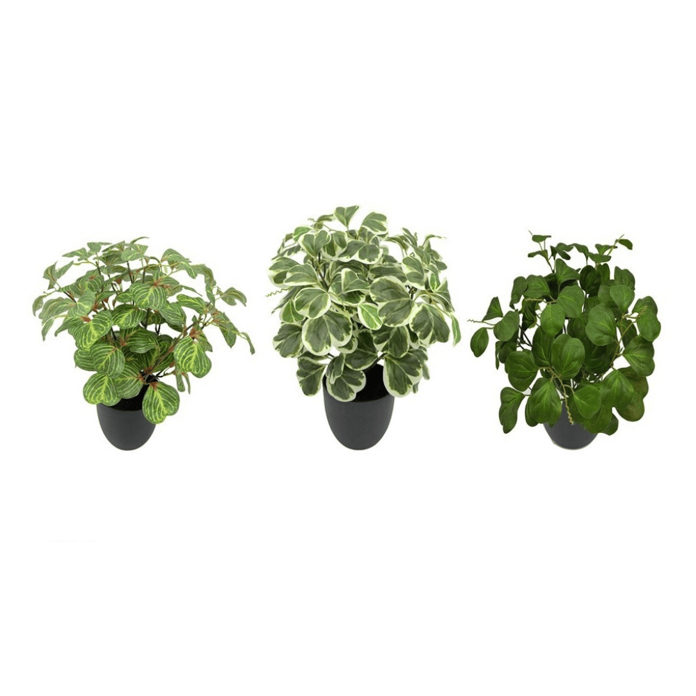 Alpha 55 Plante feuilles vertes en pot plastique déco